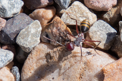 Camponotus aurocinctus