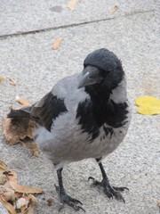 Corvus cornix