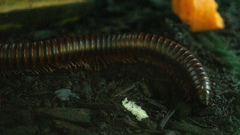 Thyropygus pachyurus