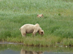 Ursus arctos middendorffi