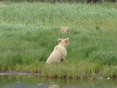 Ursus arctos middendorffi