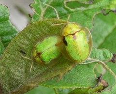Eurypepla brevilineata
