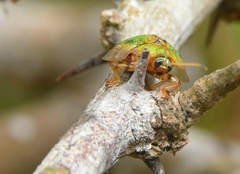 Eurypepla brevilineata