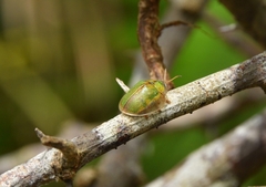 Eurypepla brevilineata