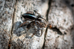 Maratus chrysomelas