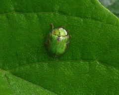 Eurypepla brevilineata