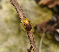 Eurypepla brevilineata