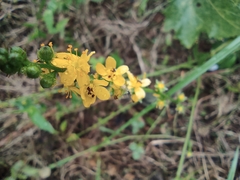 Agrimonia pilosa