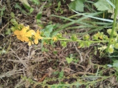 Agrimonia pilosa