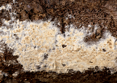 Trichoderma citrinum