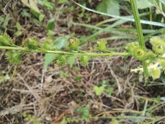 Agrimonia pilosa