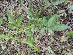 Agrimonia pilosa