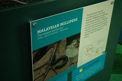 Thyropygus pachyurus