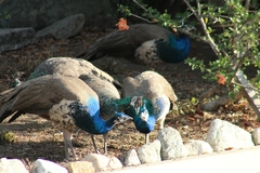 Pavo cristatus