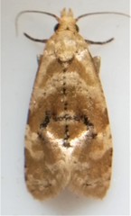 Gynnidomorpha romonana