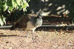 Pavo cristatus