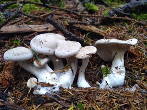 Clitopilus prunulus — (c) Mandy Hackney, some rights reserved (CC BY)