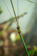 Phobaeticus serratipes