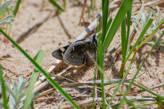 Megathymus streckeri