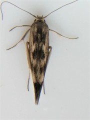 Scythris limbella