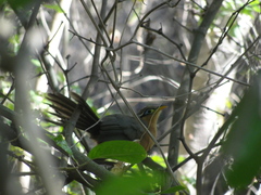 Morococcyx erythropygus