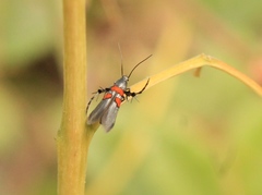 Aetole unipunctella
