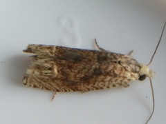 Eucosma ochrocephala