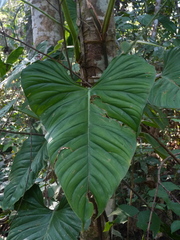 Philodendron ernestii
