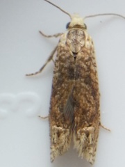 Eucosma ochrocephala