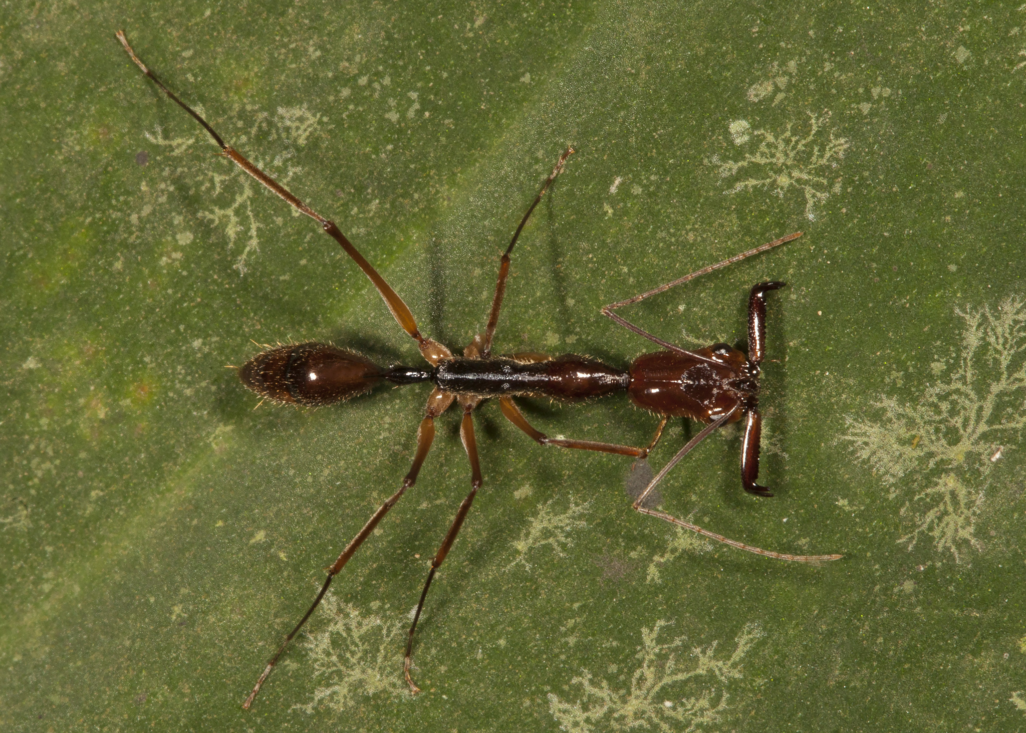 Odontomachus hastatus