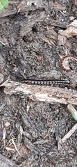 Diplopoda