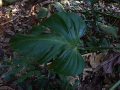 Philodendron fragrantissimum