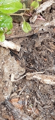 Diplopoda