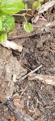 Diplopoda