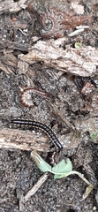 Diplopoda