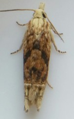 Eucosma ochrocephala