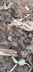Diplopoda