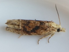 Eucosma ochrocephala