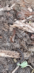 Diplopoda