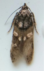 Walshia miscecolorella
