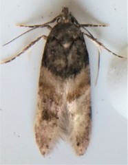 Walshia miscecolorella