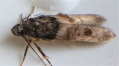 Walshia miscecolorella