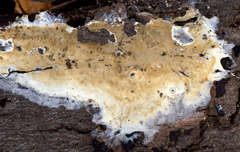 Trichoderma citrinum