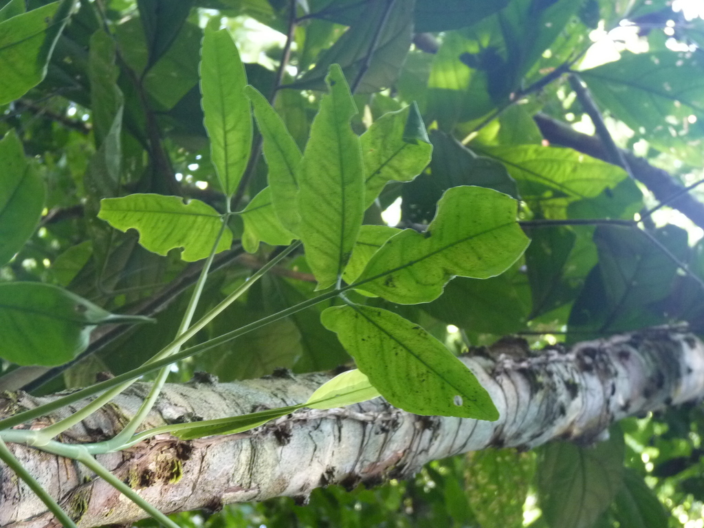 Syngonium yurimaguense