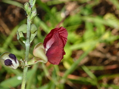 Macroptilium lathyroides