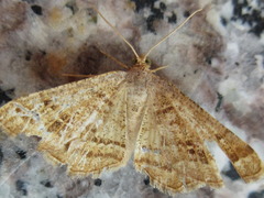Semiothisa saburraria