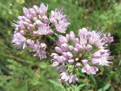 Allium senescens