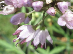 Allium senescens