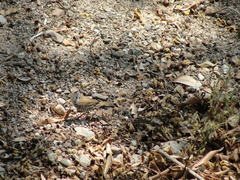 Thryophilus pleurostictus