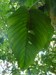 Monstera lechleriana